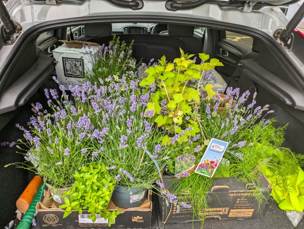 A car boot filled with various plants ready to be planted, including lavender.
